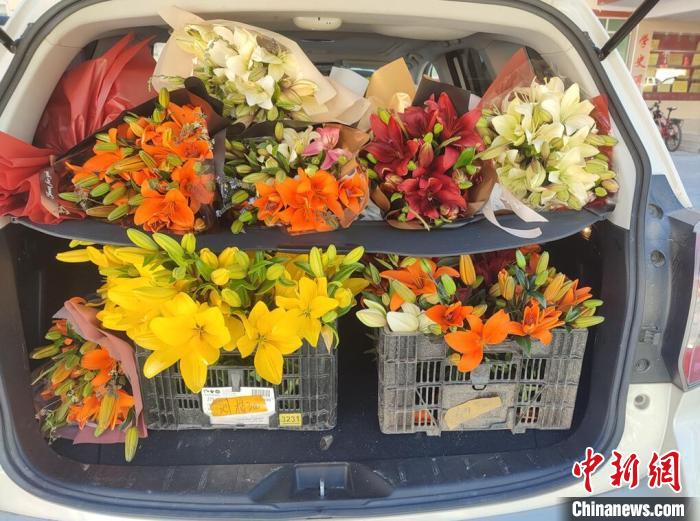 剛剛采摘下來的百合花。　壤塘縣委宣傳部供圖