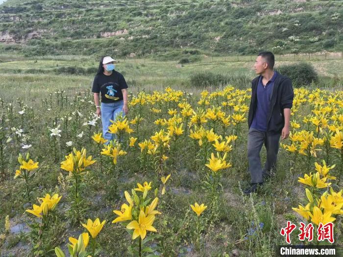 村民采摘百合花?！∪捞量h委宣傳部供圖