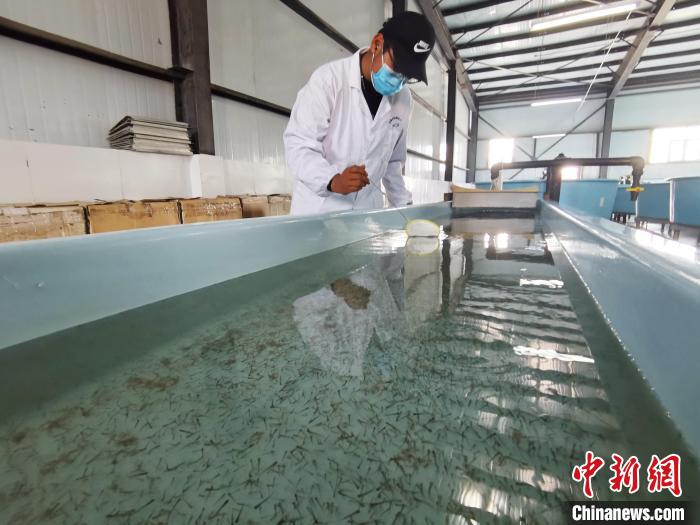 圖為工作人員檢查魚苗?！?zhí)砀?攝