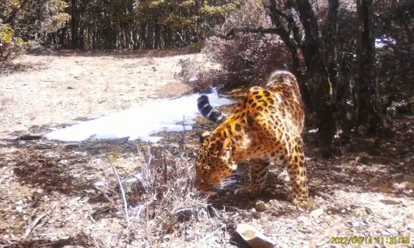 金錢豹。涼山州委宣傳部供圖