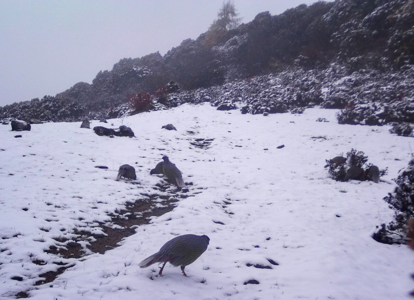 血雉。涼山州委宣傳部供圖