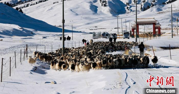 圖為村民在雪地上放牧?！《继m縣融媒體中心供圖