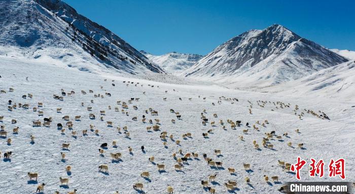 圖為羊群在雪地里覓食?！《继m縣融媒體中心供圖