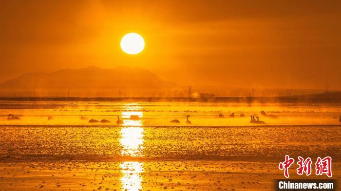 圖為天鵝群在湖中休憩?！『螁⒔?攝