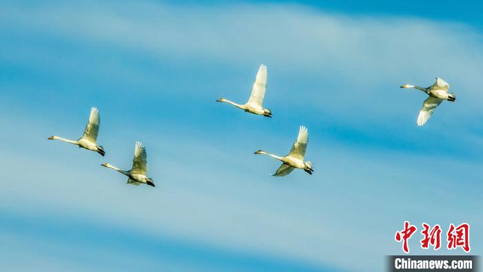圖為天鵝在空中飛翔。　何啟金 攝