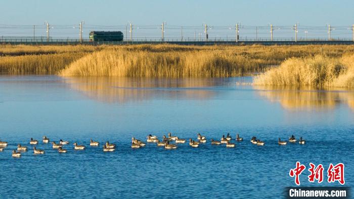 圖為多種野生鳥類在湖中游蕩。　何啟金 攝