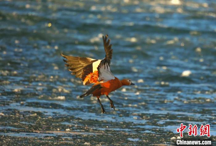 圖為赤麻鴨貼著水面飛行?！“兹斩〔冀?攝