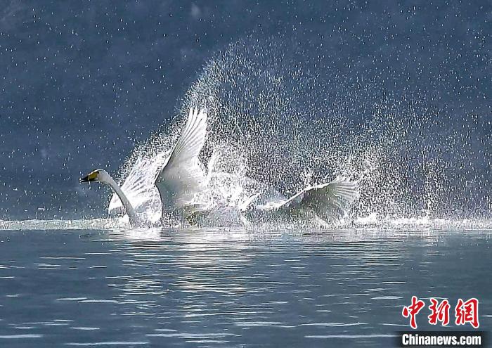 圖為大天鵝在水中嬉戲?！?yán)桉 攝