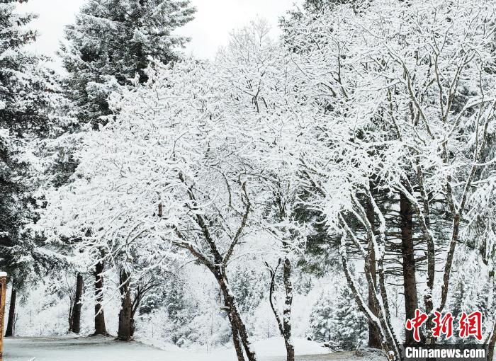 大熊貓國(guó)家公園王朗片區(qū)春雪如畫(huà)，宛若仙境?！×_春平 攝
