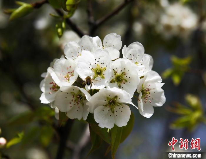 圖為盛開的梨花?！∑钤鲚?攝