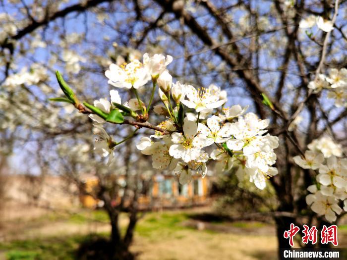 圖為梨花?！?zhí)砀?攝