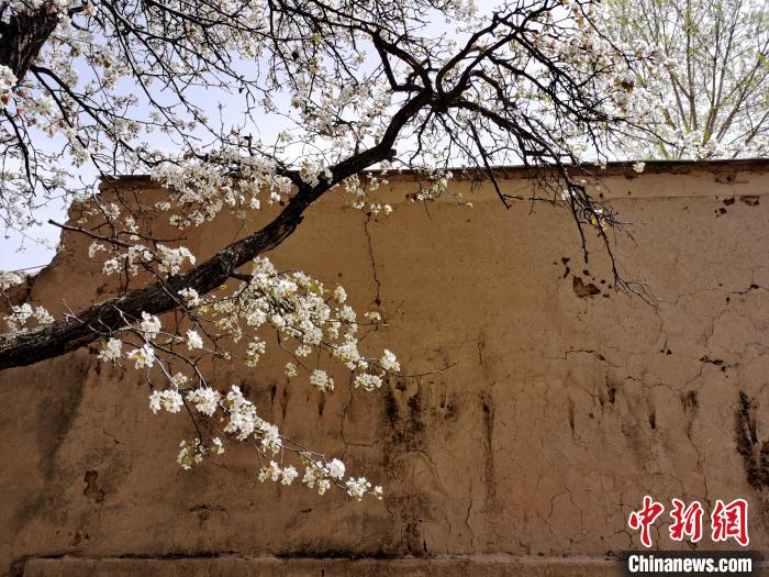 圖為一面土墻旁邊的梨花。　張?zhí)砀?攝