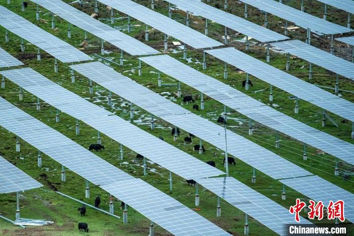 柯拉光伏板距地面高度超過1.8米，可滿足植被生長需要，又能保障牛羊放牧空間，實現(xiàn)“牧光”互補?！⒅铱?攝