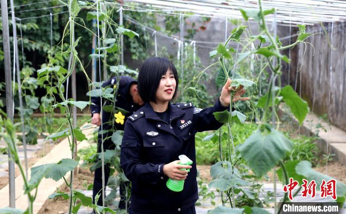 圖為李冬雪在溫室大棚里勞作。　西藏出入境邊防檢查總站供圖