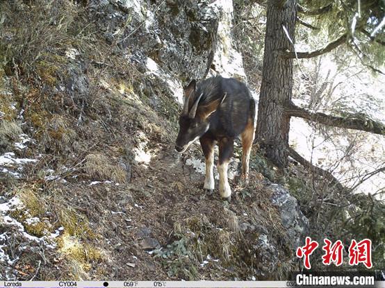 圖為相同位點記錄到的國家二級重點保護(hù)野生動物—中華鬣羚。　中國科學(xué)院昆明動物研究所提供