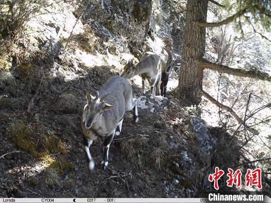 圖為相同位點記錄到的雪豹主要獵物—巖羊。　中國科學(xué)院昆明動物研究所提供