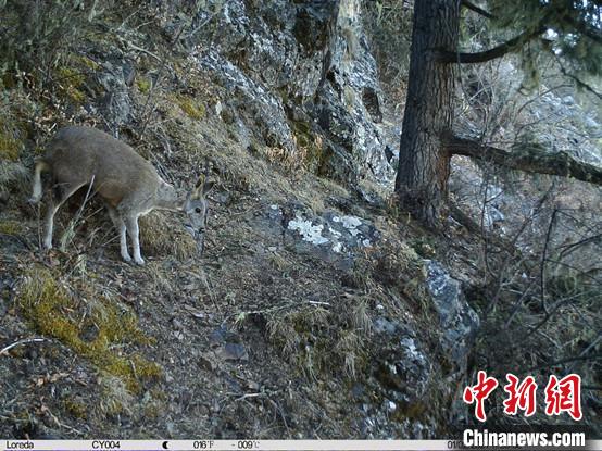 圖為相同位點記錄到的國家一級重點保護(hù)野生動物—馬麝?！≈袊茖W(xué)院昆明動物研究所提供