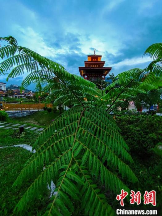 墨脫縣城公園里的桫欏。