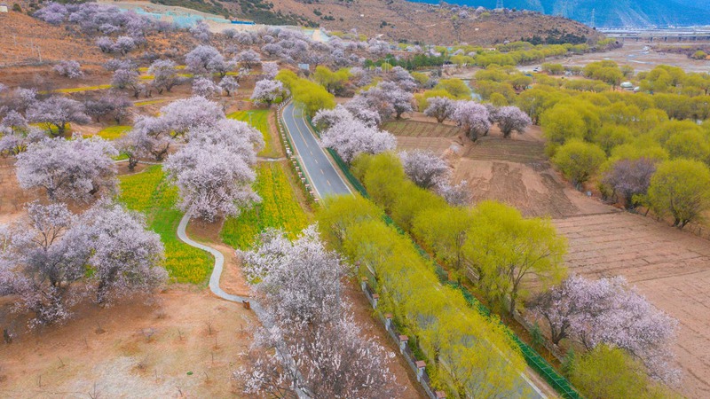 林芝桃花盛開。 張靜攝