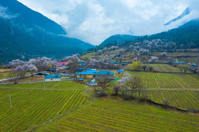 桃花村。 張靜攝