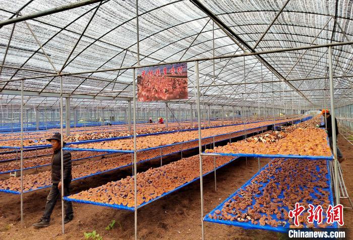 圖為紅太陽科技示范家庭農(nóng)場采收的靈芝?！∑酱胪喙﹫D