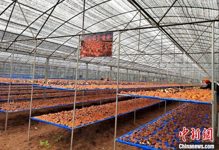 圖為紅太陽科技示范家庭農(nóng)場采收的靈芝?！∑酱胪喙﹫D