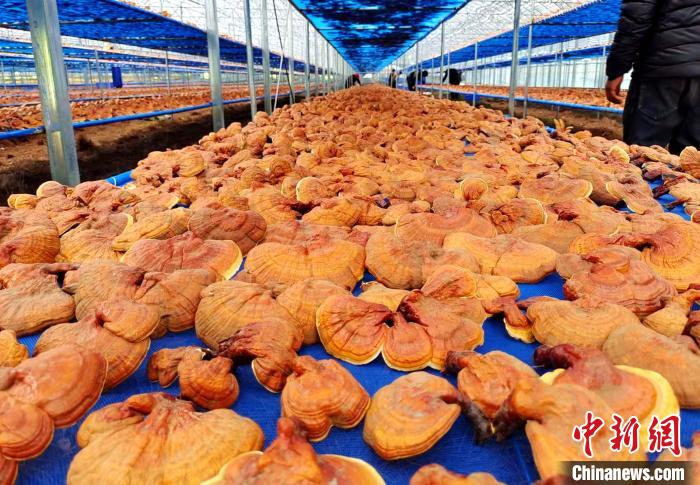 圖為紅太陽科技示范家庭農(nóng)場采收的靈芝。　平措旺青供圖