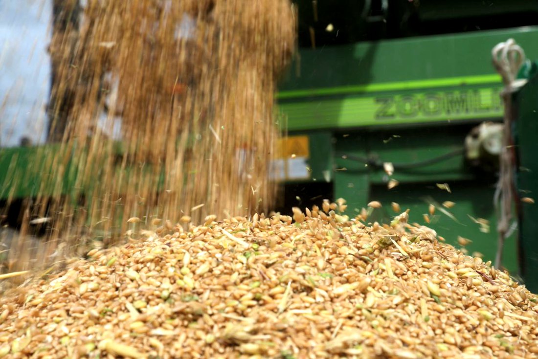 承載著希望的青稞，顆粒歸倉。洛克攝