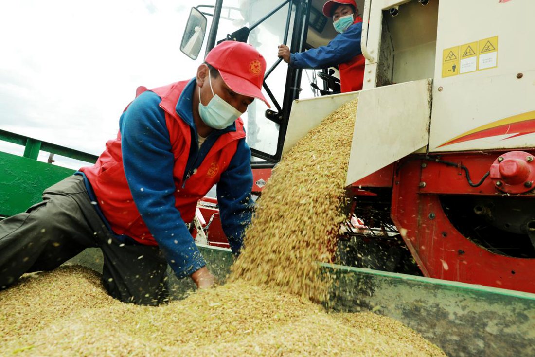 疫情之下，志愿者是田間最美的風(fēng)景。洛克攝