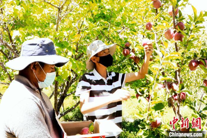 圖為西藏阿里札達(dá)縣底雅鄉(xiāng)村民在自家果園采摘果實?！“⑼?攝