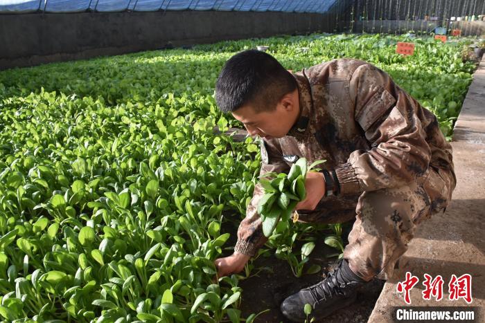 圖為阿里軍分區(qū)某邊防團(tuán)官兵在溫室摘菜?！￡悋[岳 攝
