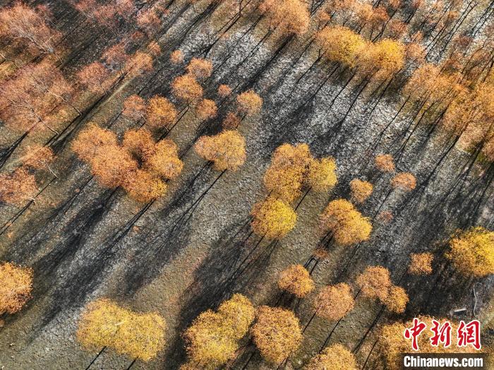 入冬時節(jié)，雅魯藏布江畔的樹林一片金黃?！《拘?攝