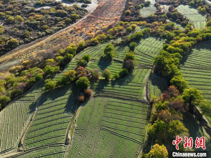 圖為11月8日，雅魯藏布江畔的高原梯田?！《拘?攝