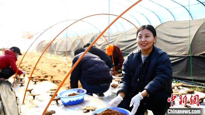 圖為農(nóng)民采收靈芝孢子粉?！∴嚢?攝
