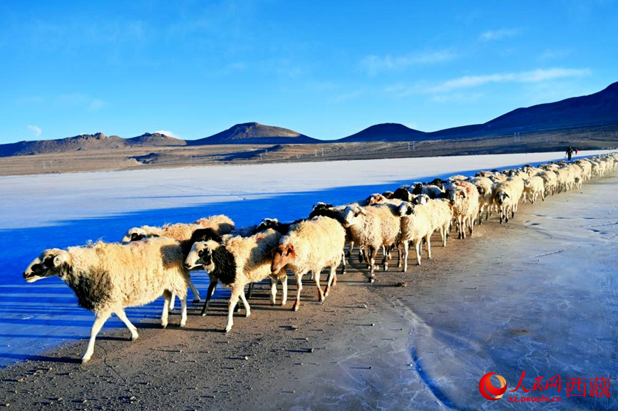 羊群排著隊穿過普莫雍錯。 人民網(wǎng) 李海霞攝