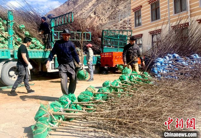 民眾搬運(yùn)苗木?！〔际忻⒖悼h委宣傳部供圖