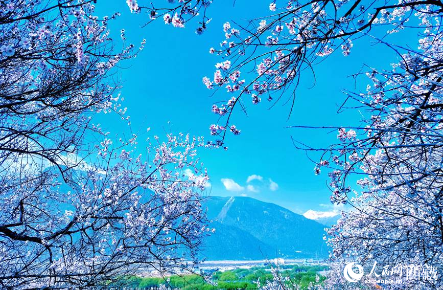 藍天與桃花相映成趣。 人民網(wǎng) 李海霞攝