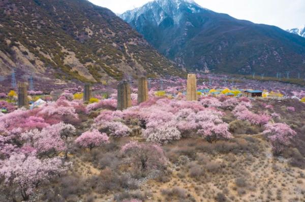 人間桃花源！林芝桃花有多絕？