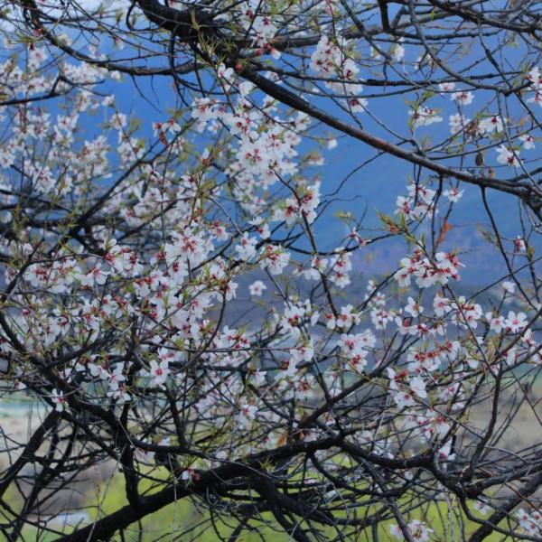 人間桃花源！林芝桃花有多絕？