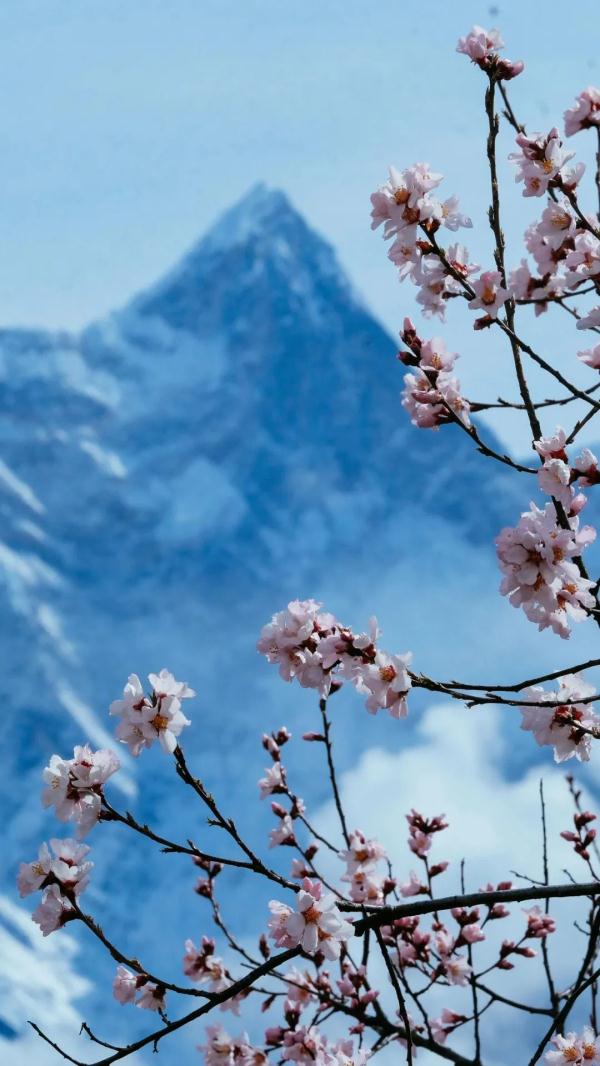 人間桃花源！林芝桃花有多絕？