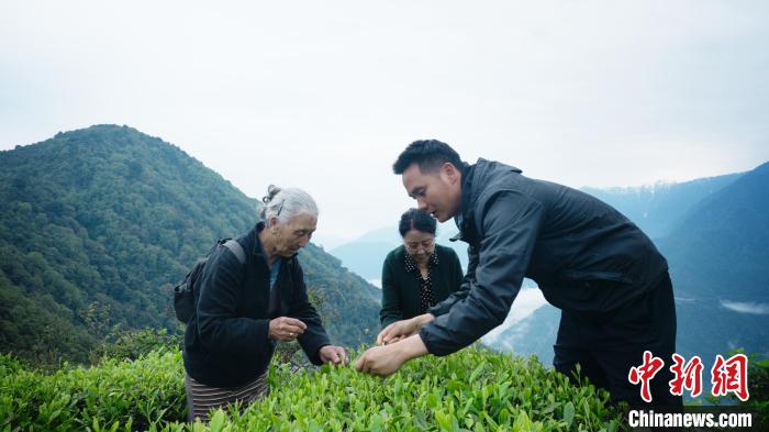 圖為銀發(fā)旅游體驗團兩位老人體驗采茶?！∥鞑貙ｍ椔糜螀f(xié)會供圖