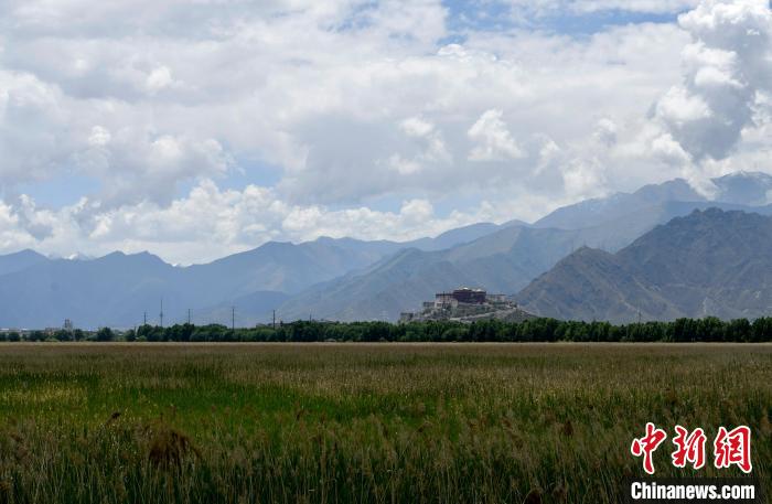 圖為6月22日，西藏拉薩拉魯濕地?！±盍?攝