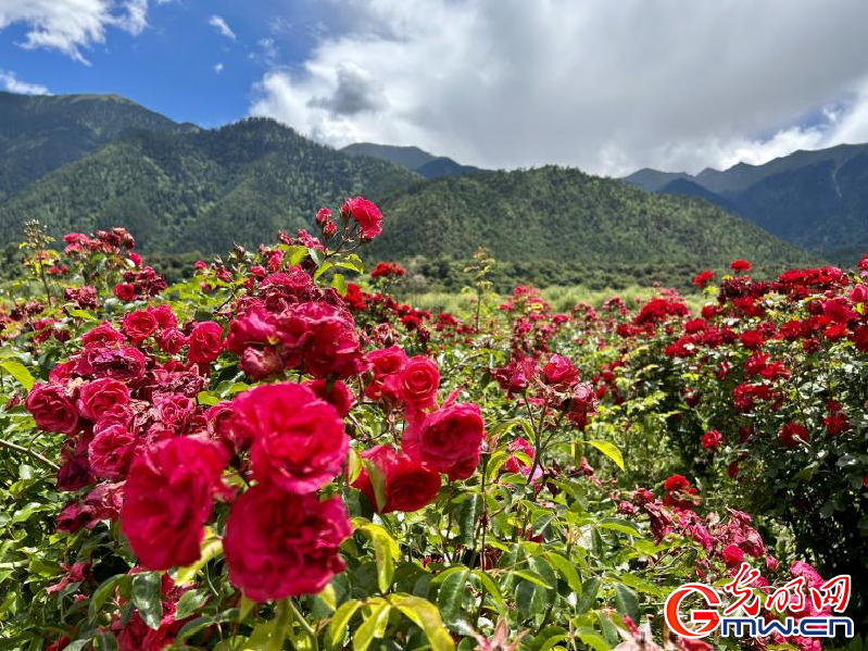 我們的家園丨工布花谷：高原花開香飄全國，產(chǎn)業(yè)經(jīng)濟(jì)增收致富