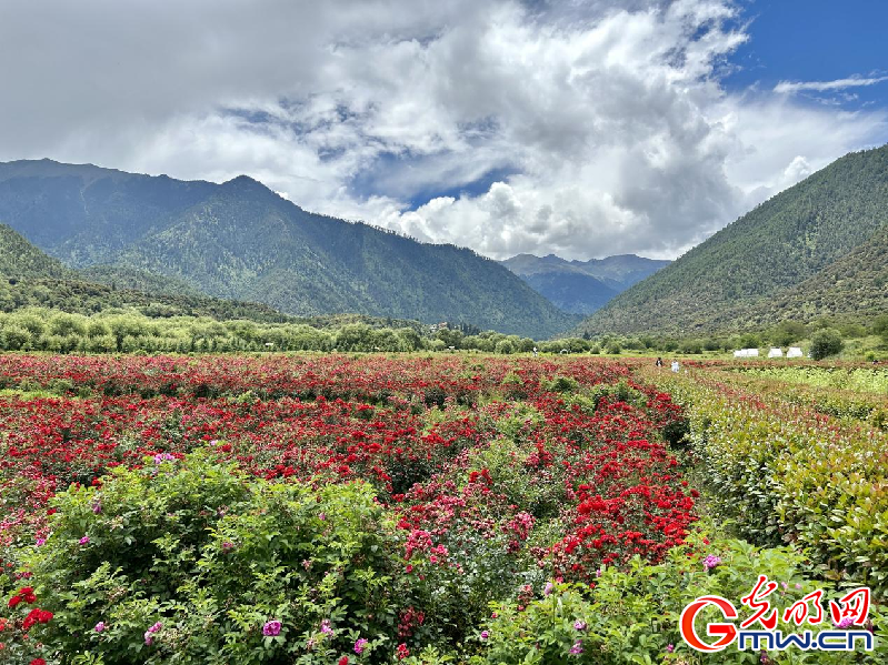 我們的家園丨【組圖】 綠水青山入畫，“金山銀山”筑起