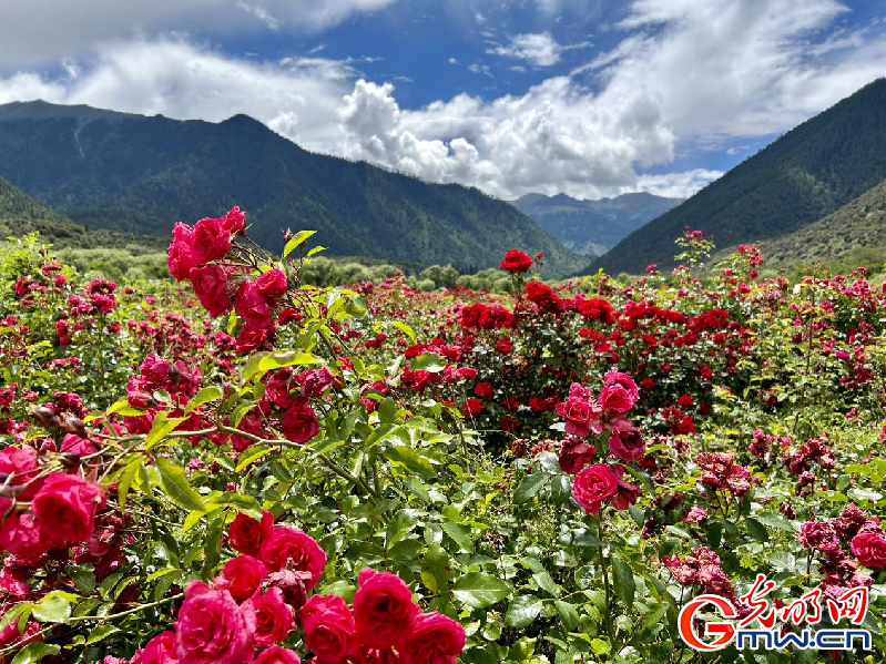 我們的家園丨【組圖】 綠水青山入畫，“金山銀山”筑起