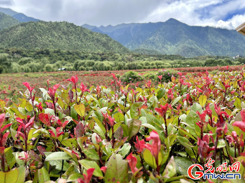 我們的家園丨【組圖】 綠水青山入畫，“金山銀山”筑起