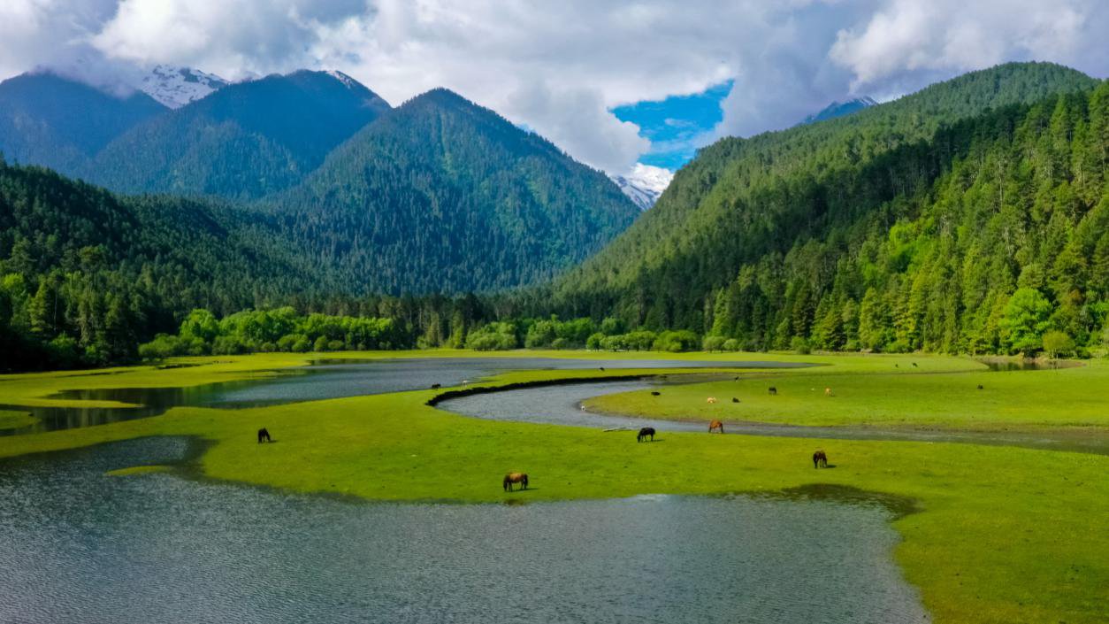 中國最美十大森林之一崗云杉林。西藏自治區(qū)旅發(fā)廳供圖