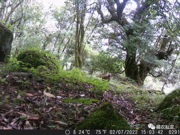 西藏色季拉山發(fā)現(xiàn)雪豹、白頰獼猴等多種珍稀野生動物