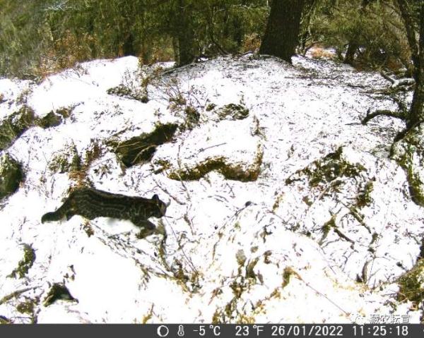 西藏色季拉山發(fā)現(xiàn)雪豹、白頰獼猴等多種珍稀野生動物