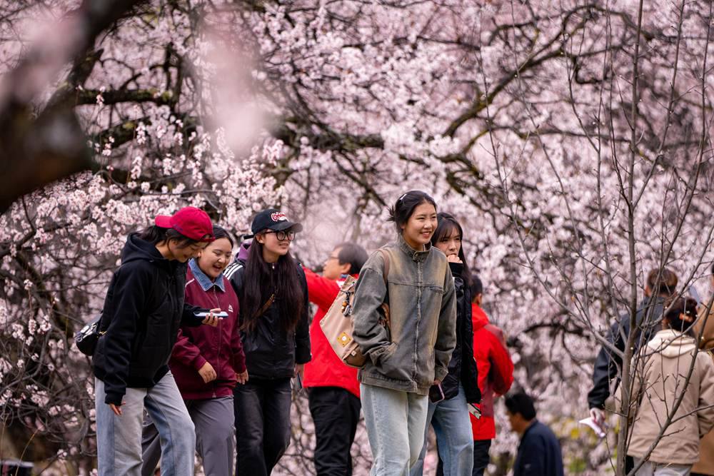 桃花盛開惹人醉，八方游客賞花來。徐馭堯攝